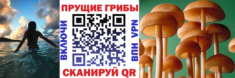 Псилоцибиновые грибы Cubensis  купить наркоту  Горно-Алтайск 